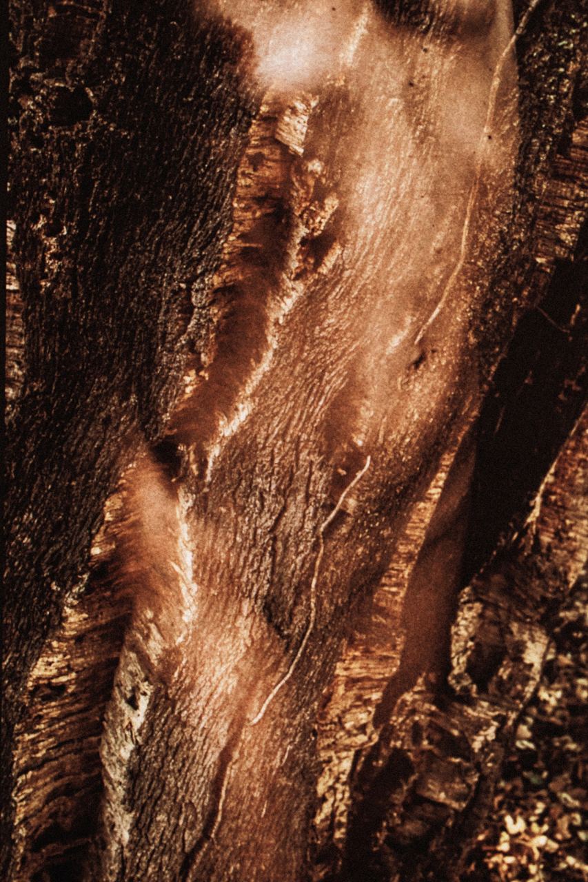 Corsica Meia — Fusioni — Laetitia Farellacci, fotografia 4 di 7