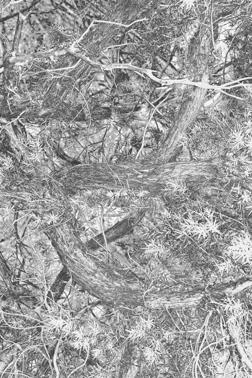 Roots — Laetitia Farellacci, fotografia 2 di 15
