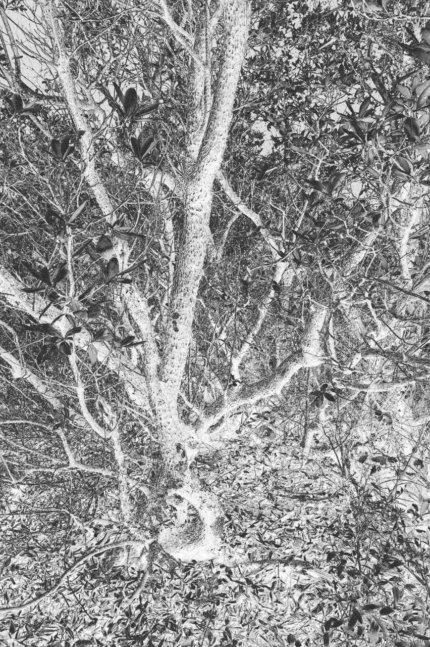 Roots — Laetitia Farellacci, fotografia 5 di 15