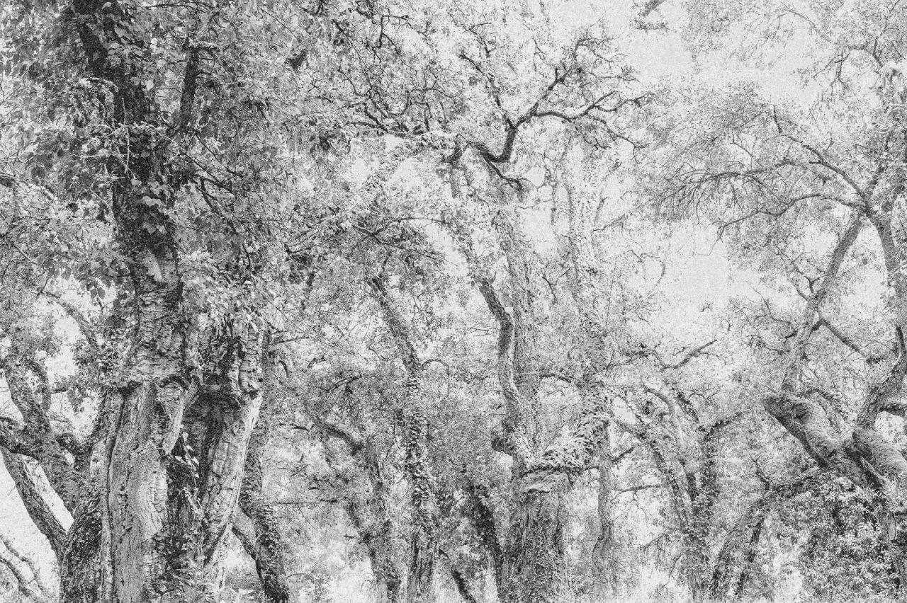 Roots — Laetitia Farellacci, fotografia 8 di 15