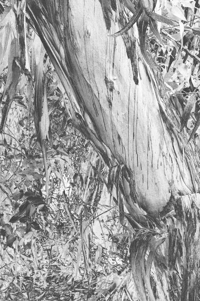 Roots — Laetitia Farellacci, fotografia 11 di 15
