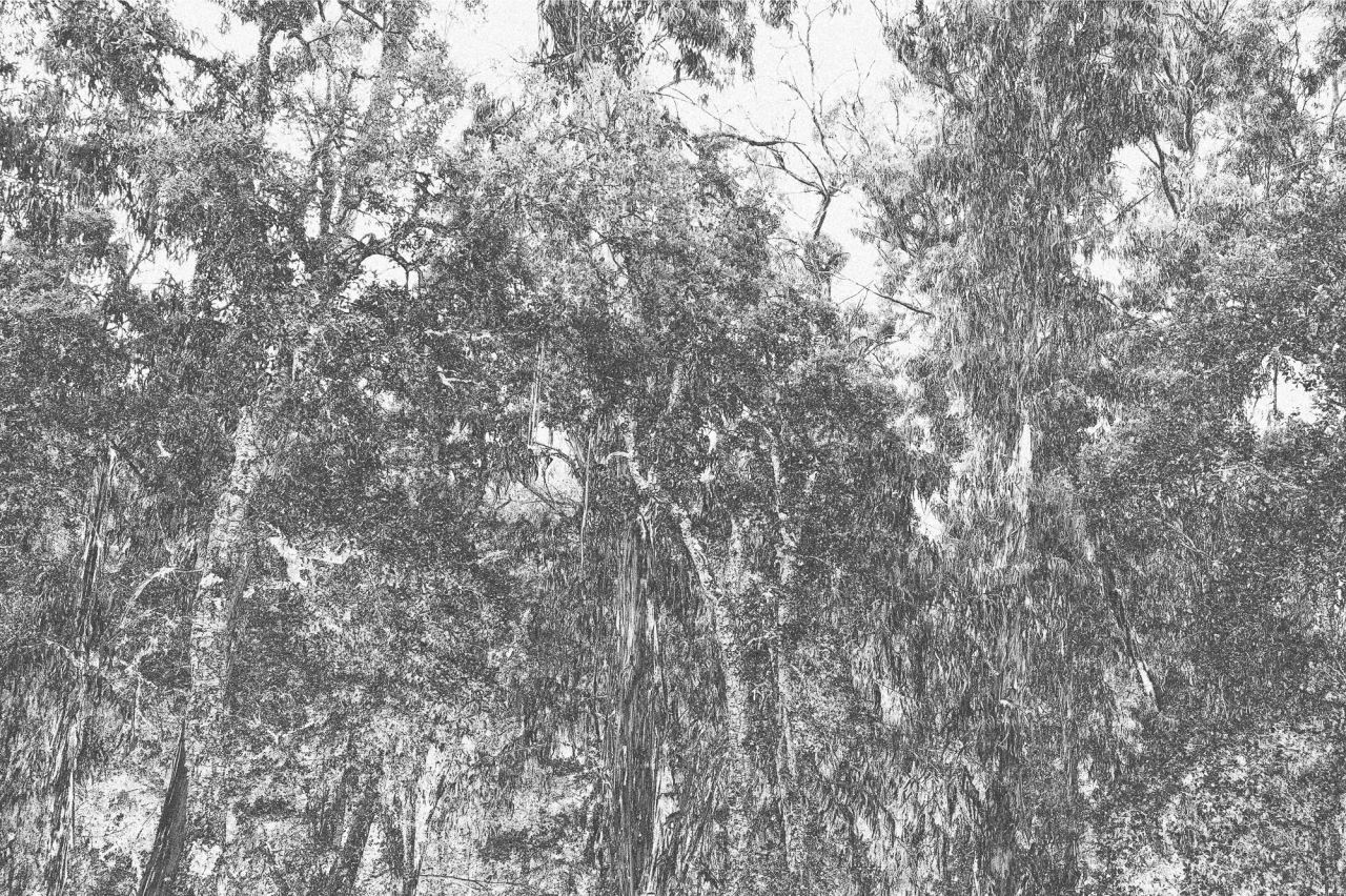 Roots — Laetitia Farellacci, fotografia 12 di 15